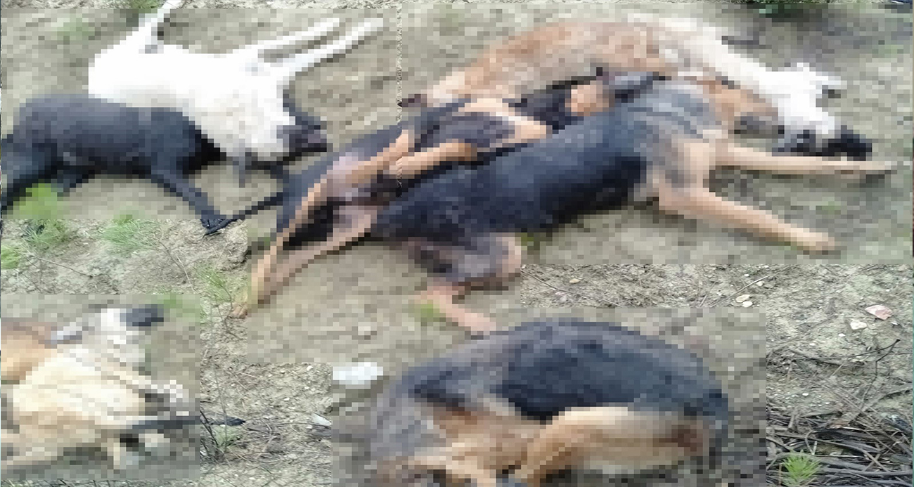 Bilecik’te 14 köpeğin ölümüyle ilgili tutuklanan 4 kişi adli kontrol
