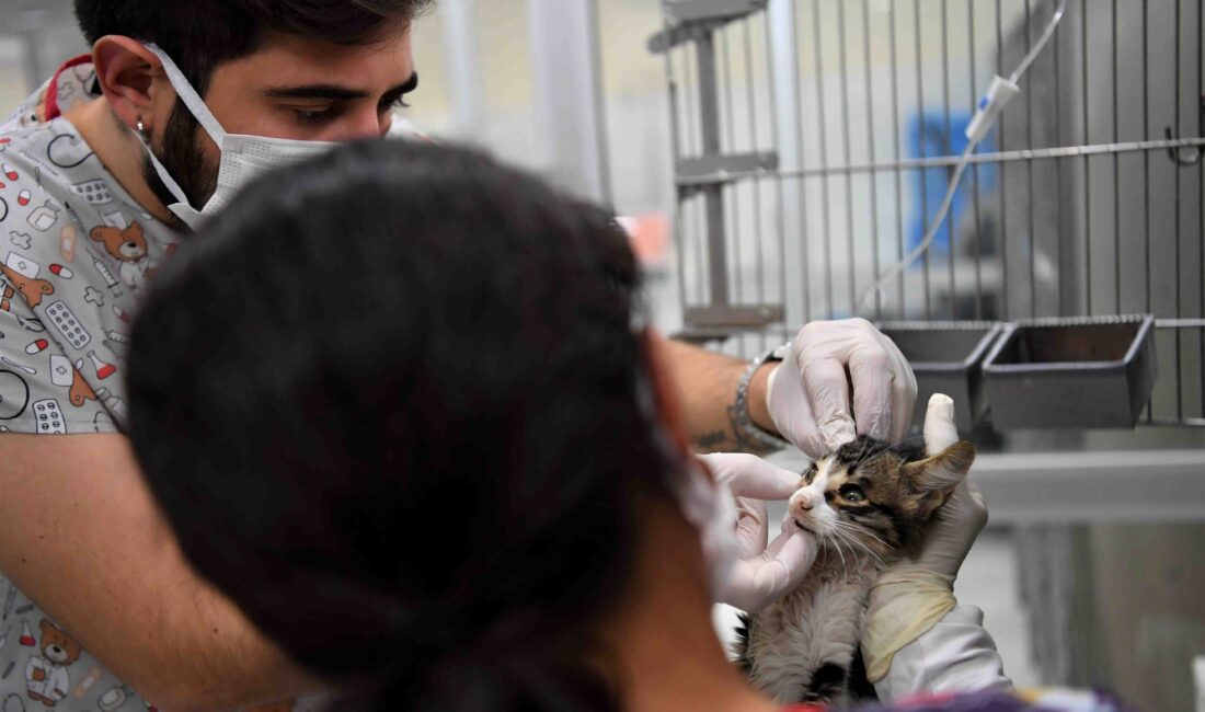 Konyaaltı Belediyesi Sokak Hayvanları Sağlık ve Rehabilitasyon Merkezi’nde tedavi edilen