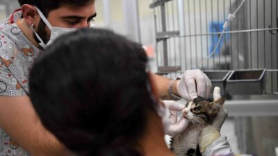 Konyaaltı Belediyesi Sokak Hayvanları Sağlık ve Rehabilitasyon Merkezi’nde tedavi edilen