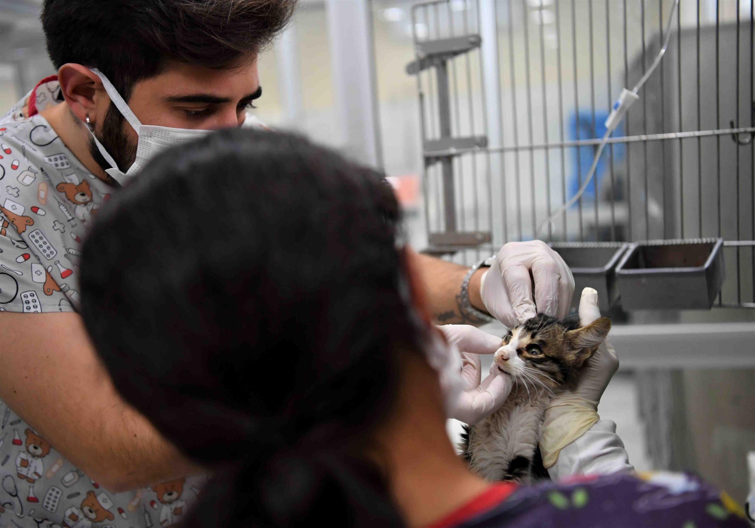Konyaaltı Belediyesi Sokak Hayvanları Sağlık ve Rehabilitasyon Merkezi’nde tedavi edilen