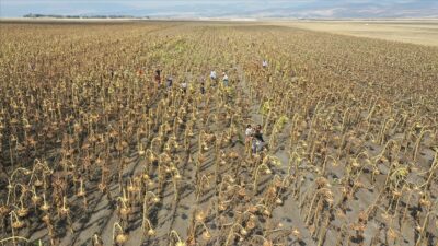 Trakya Birlik Yönetim Kurulu Başkanı Şafak Kırbiç, sezonda 300 bin