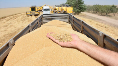 TMO’nun analizine göre, kıraç alanlarda kasımda gerçekleşen yağışlarla bitki çıkışlarının,