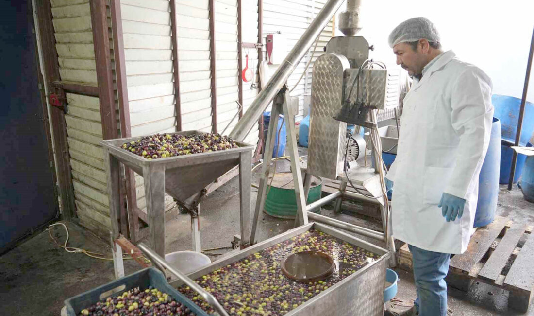 Balıkesir’in Edremit ilçesinde geliştirdiği makineler ve farklı teknik ile zeytinyağını