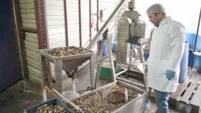 Balıkesir’in Edremit ilçesinde geliştirdiği makineler ve farklı teknik ile zeytinyağını