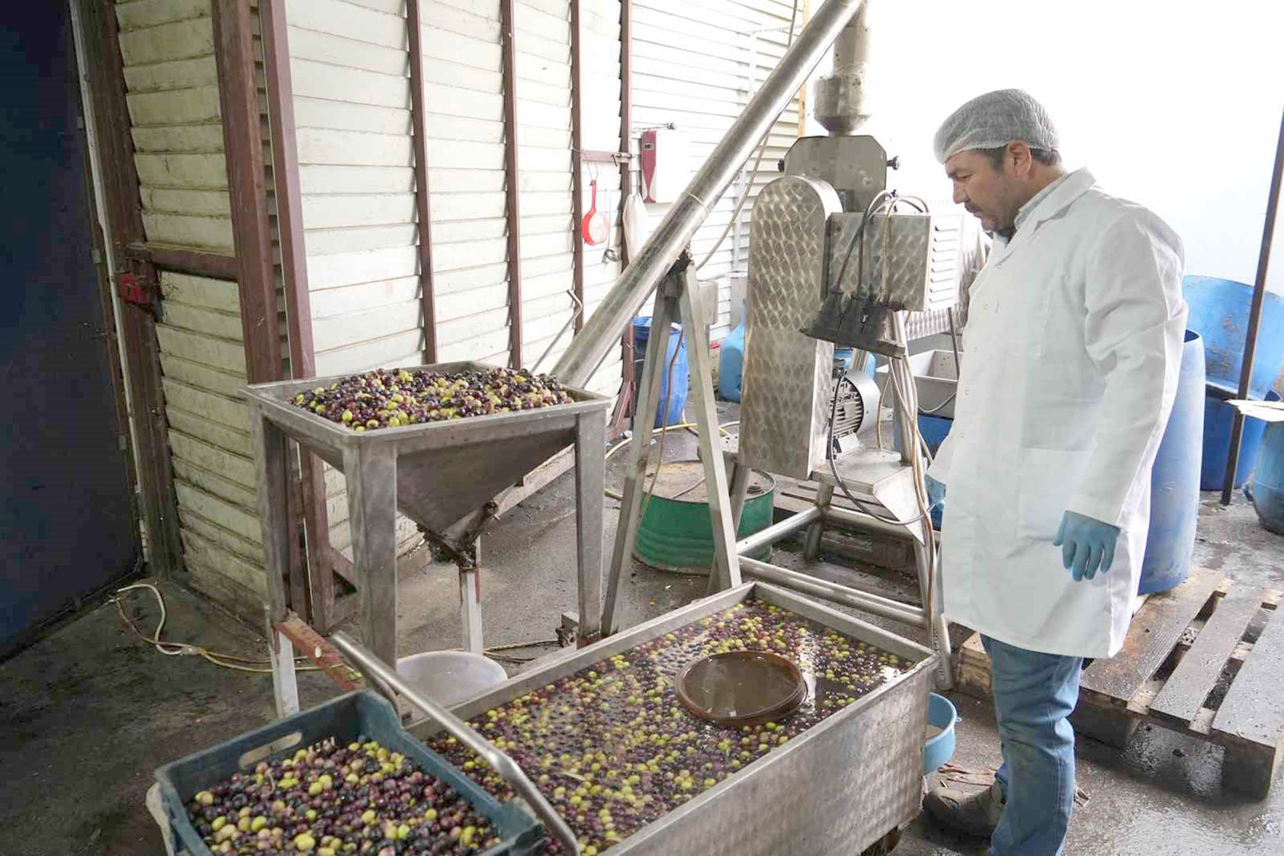 Balıkesir’in Edremit ilçesinde geliştirdiği makineler ve farklı teknik ile zeytinyağını