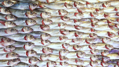 Doğu Karadeniz’den Ocak-Kasım 2023’te yapılan su ürünleri ihracatından elde edilen