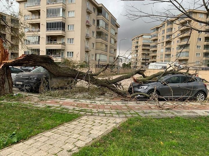 Bursa’da şiddetli lodos hayatı felç ederken ağaçlar devrildi, çöp konteynerleri