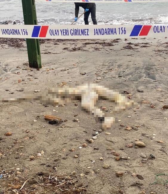 Muğla’nın Bodrum ilçesinde sahilde bir ceset bulundu. Edinilen bilgiye göre,