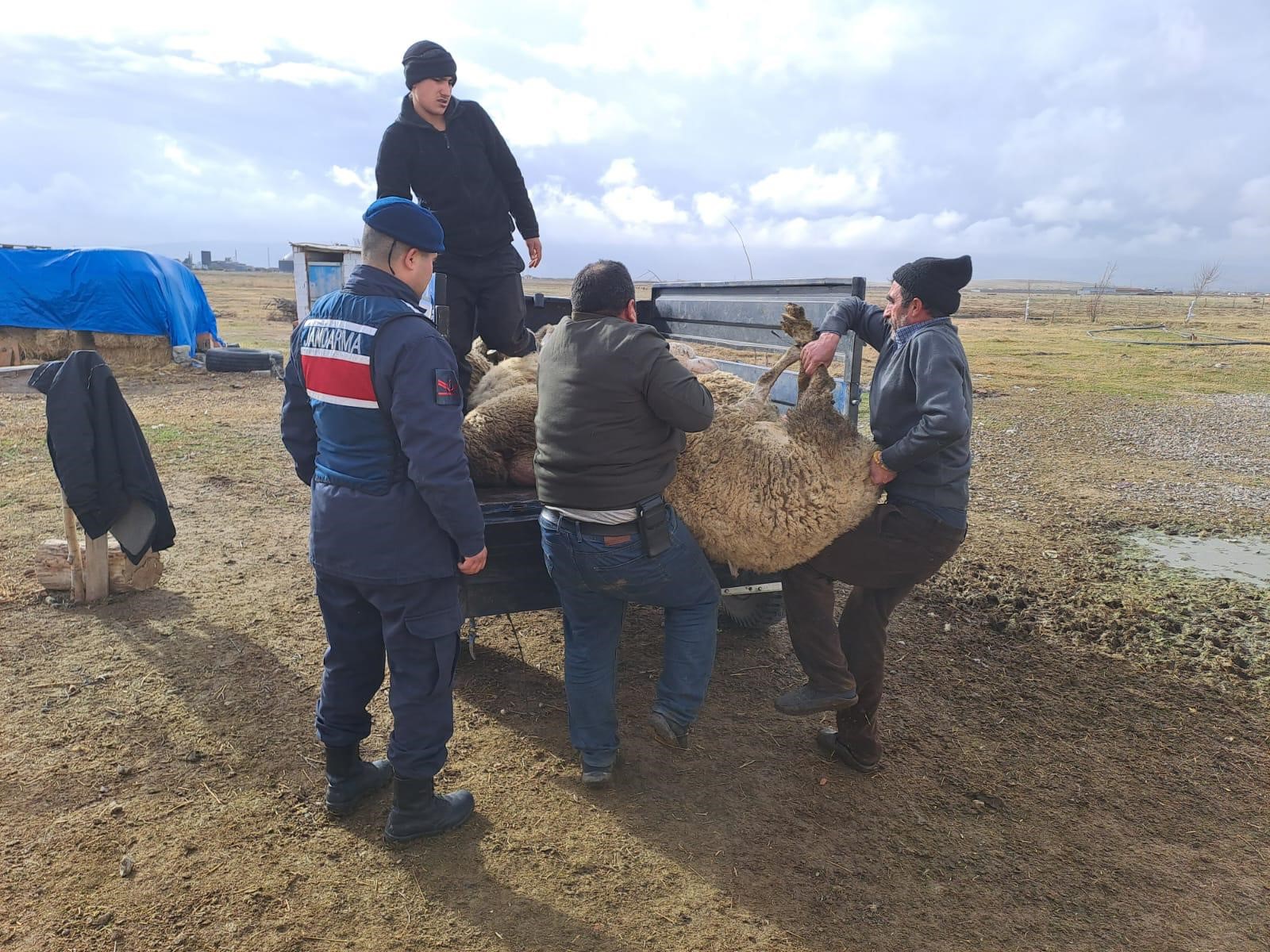 Afyonkarahisar’da komşusunun koyunlarını çalan bir şahıs jandarma tarafından yakalanırken, çalınan