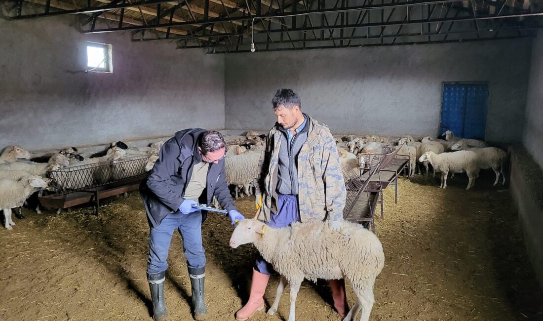 Afyonkarahisar’ın Bayat ilçesinde anaç koyun tespit ve aşılaması çalışması gerçekleştirildi.