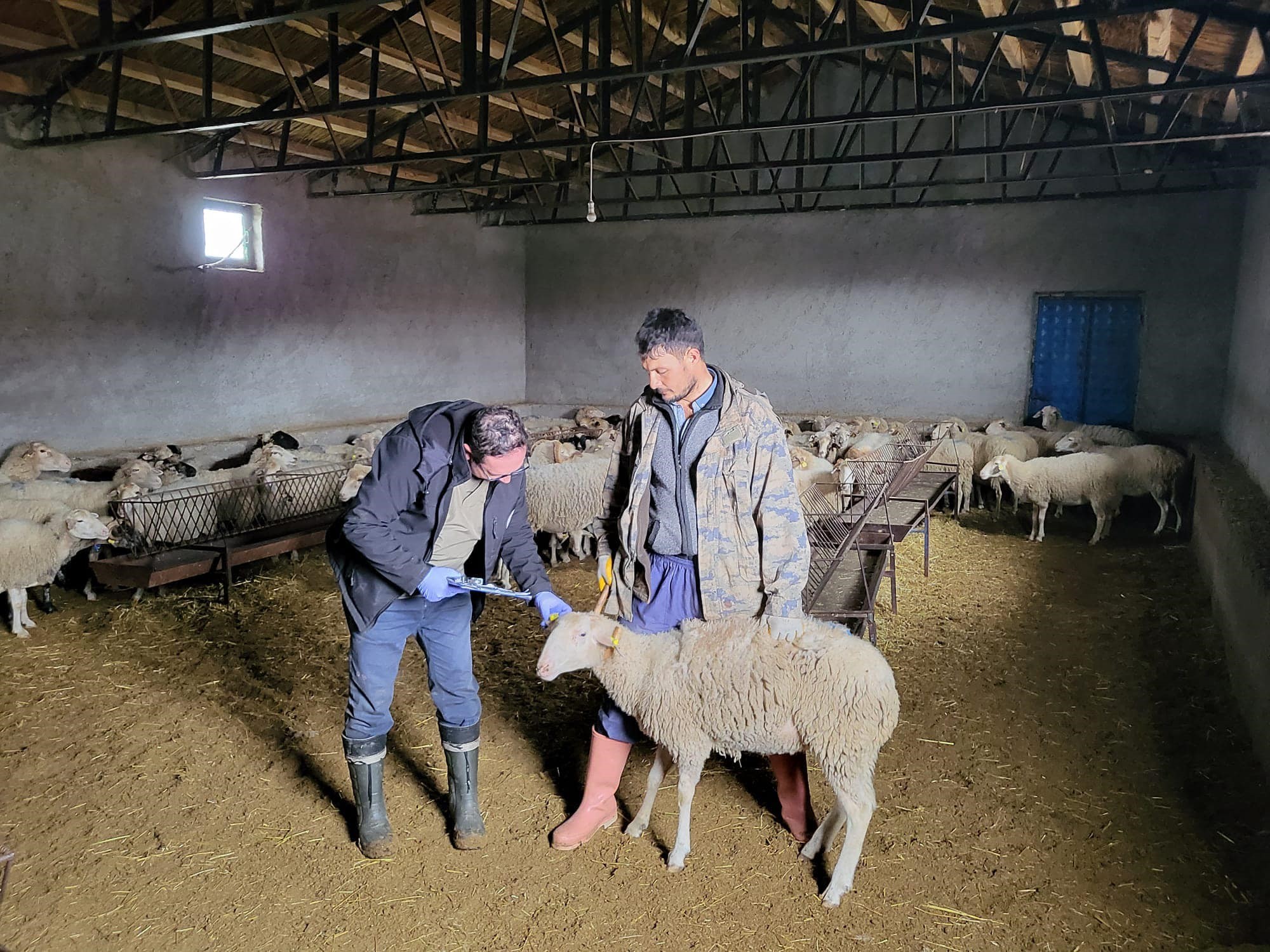 Afyonkarahisar’ın Bayat ilçesinde anaç koyun tespit ve aşılaması çalışması gerçekleştirildi.