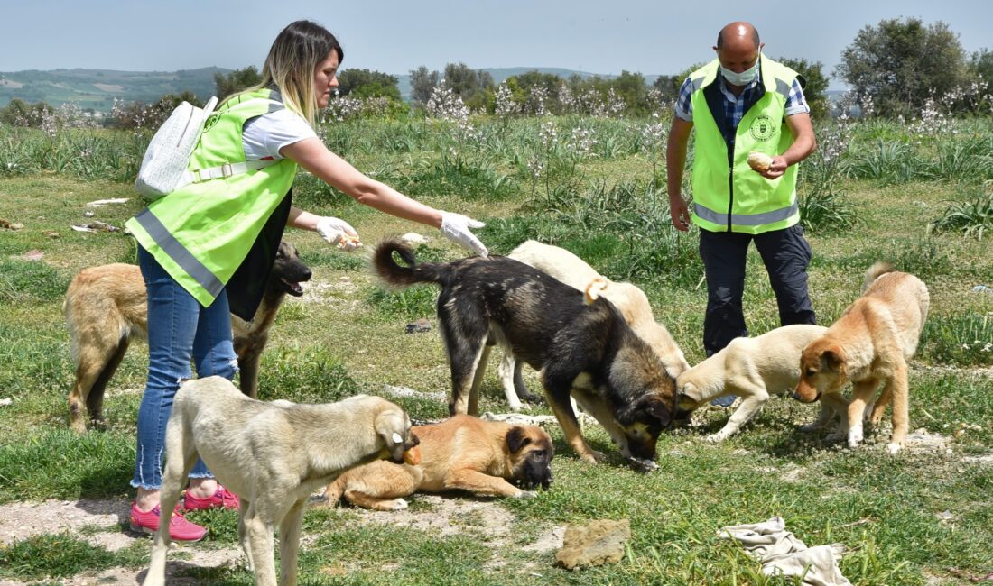 Bursa’nın 17 ilçesinde sahipsiz sokak hayvanlarına ‘beslenmeden sağlıklı barınak teminine