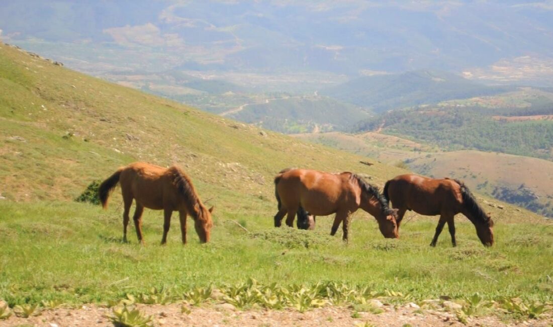 Ege Bölgesi’nin 2’inci en yüksek dağı unvanıyla flora ve fauna