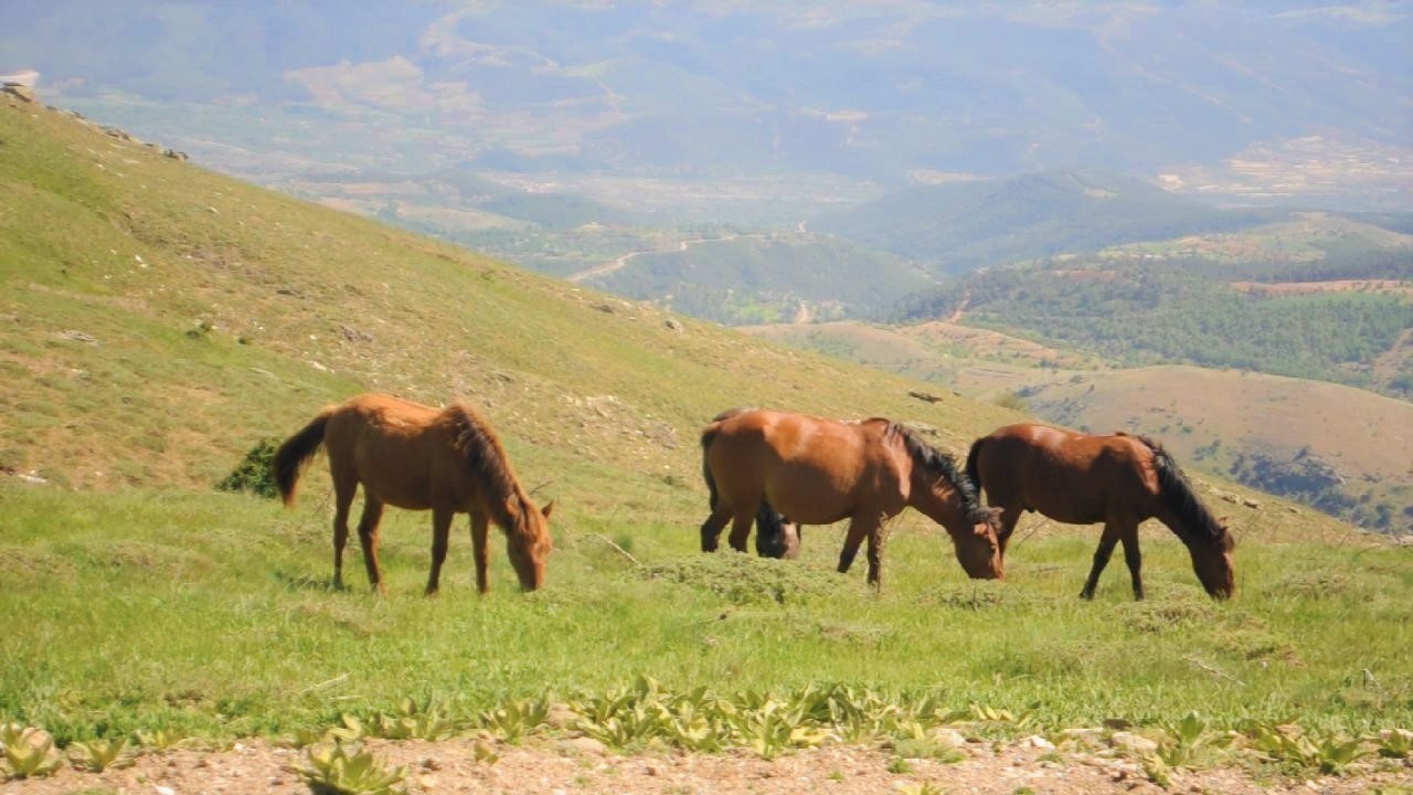 Ege Bölgesi’nin 2’inci en yüksek dağı unvanıyla flora ve fauna