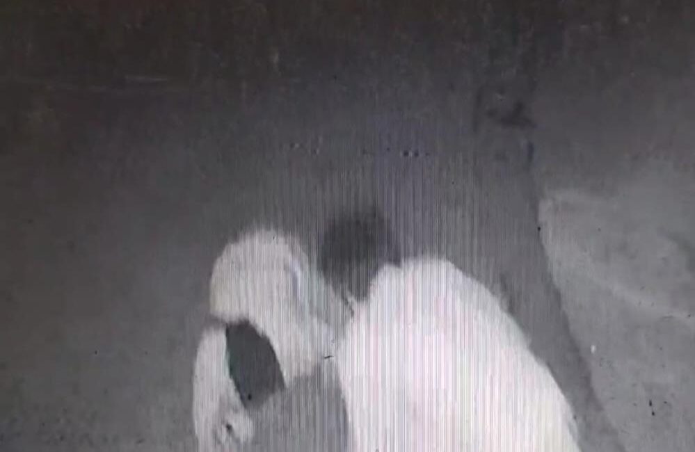 İzmir’in Karabağlar ilçesinde çıkan kavgada bir kişinin göğsünden bıçaklanarak hayatını