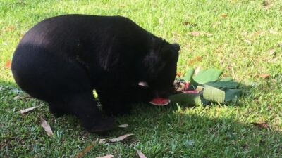 TAYLAND'DA YABAN HAYATI KORUMA MERKEZİNDE GÖNÜLLÜ OLARAK ÇALIŞAN BİR TURİST,