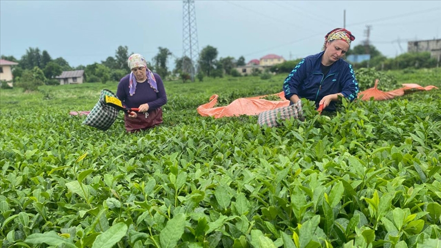 Rize’den geçen yıl yapılan çay ihracatı 2022’ye oranla yüzde 29