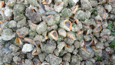 Türkiye’den 2 yılda yapılan deniz salyangozu ihracatından 41 milyon 417