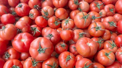 Türkiye’den 2023’te yapılan domates ihracatı, 2022 yılına göre yüzde 42,8