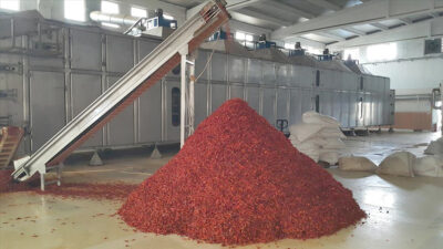 Türkiye’nin önemli sofralık kırmızıbiber üretim merkezlerinden Gaziantep’in İslahiye ilçesinden 25