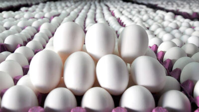 Tavuk yumurtası üretimi Kasım ayında yüzde 2 oranında azalarak 1