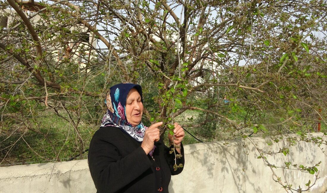 Adana’nın Kozan ilçesinde hava sıcaklıklarının mevsim normallerinin üzerinde seyretmesi nedeniyle