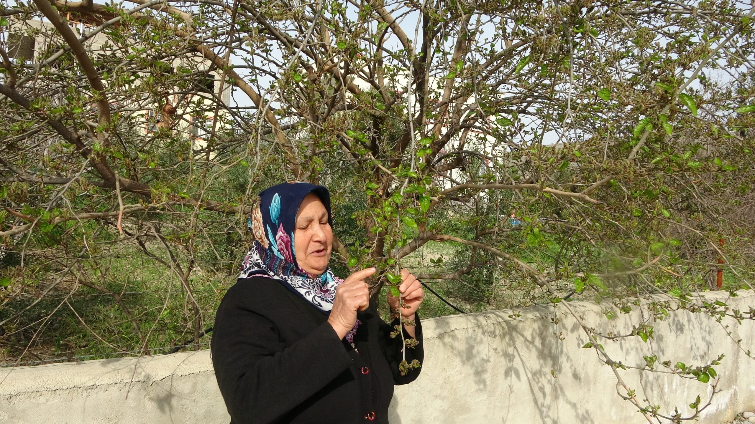 Adana’nın Kozan ilçesinde hava sıcaklıklarının mevsim normallerinin üzerinde seyretmesi nedeniyle