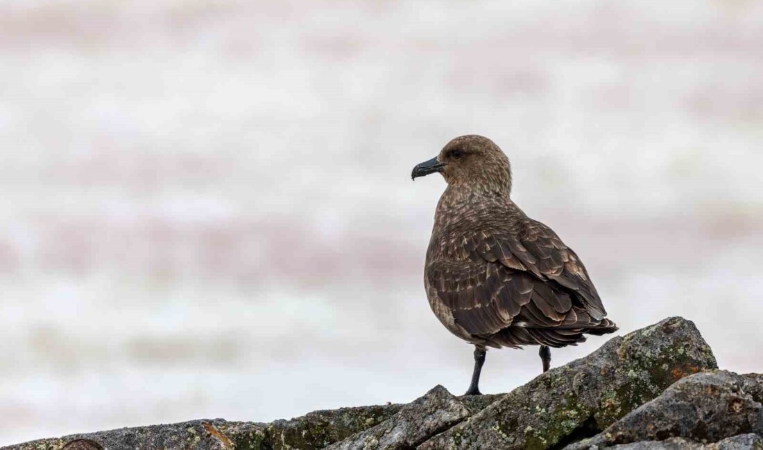 Antarktika ana karasında ilk kez kuş gribine (H5N1) rastlandı. Kuş
