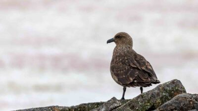 Antarktika ana karasında ilk kez kuş gribine (H5N1) rastlandı. Kuş