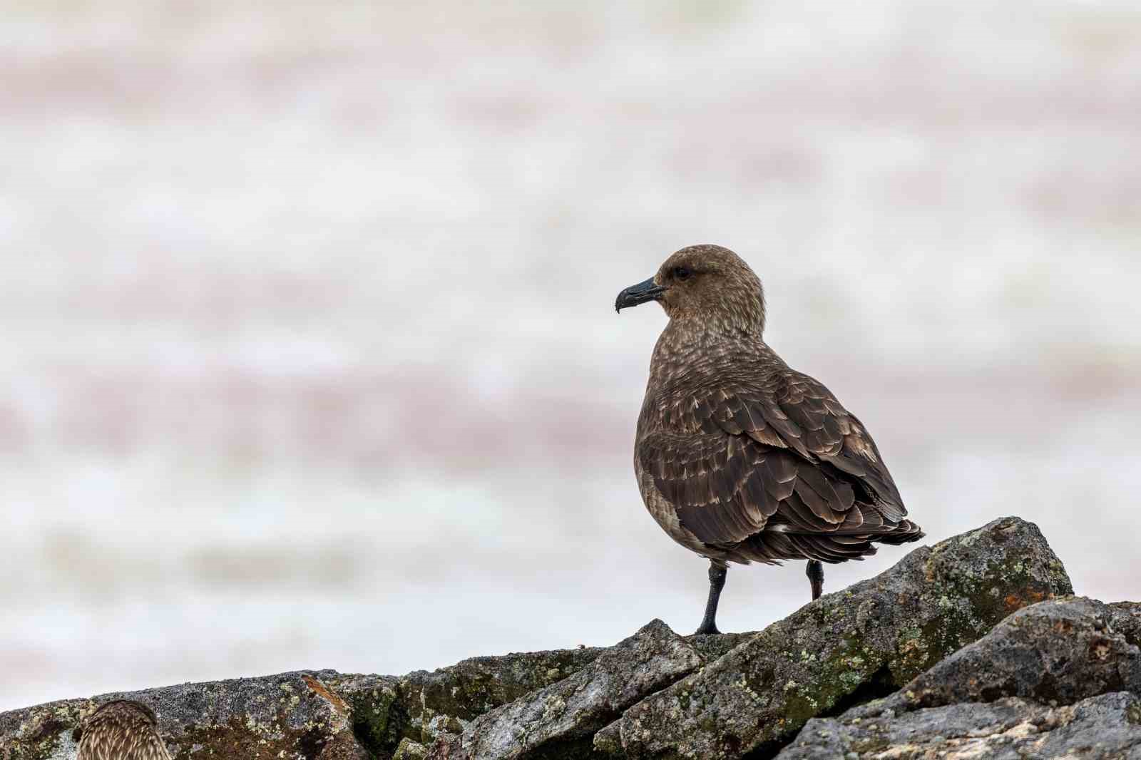 Antarktika ana karasında ilk kez kuş gribine (H5N1) rastlandı. Kuş