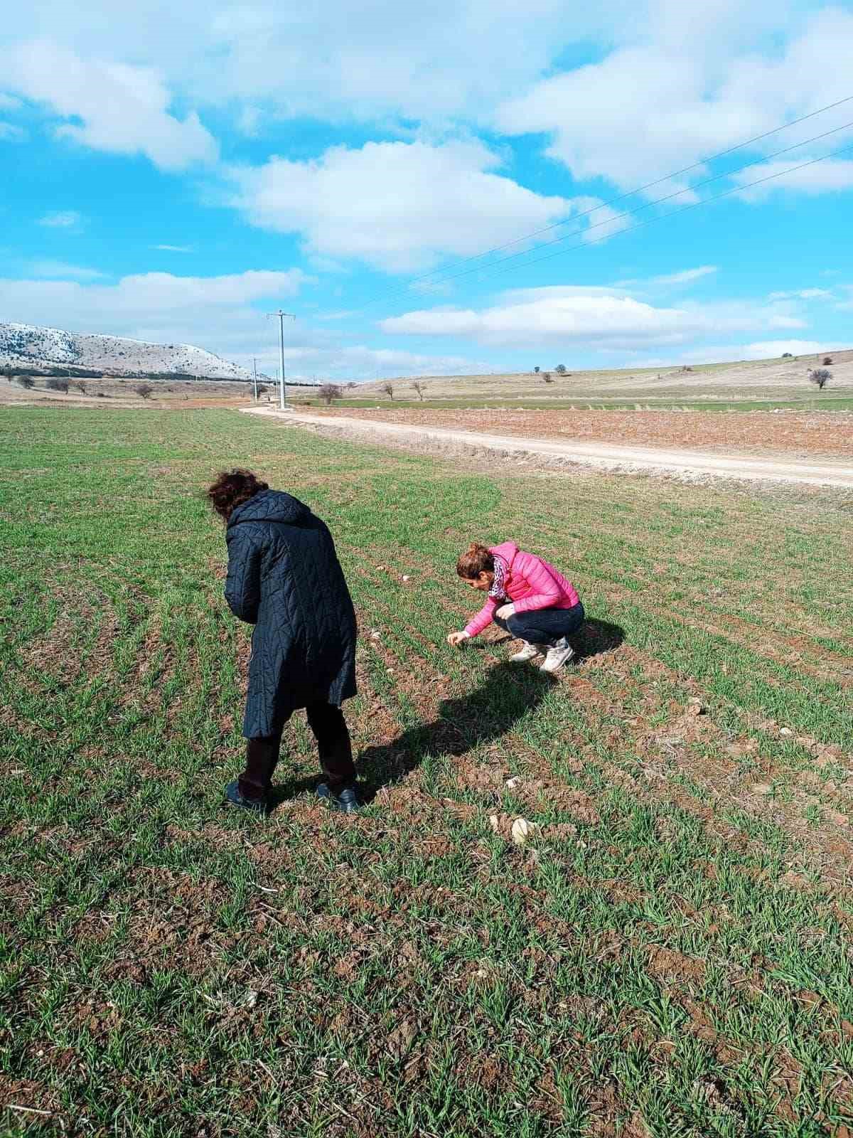 BAYRAMGAZİ KÖYÜNDE HUBUBAT EKİLİ ALANLAR İNCELENDİ