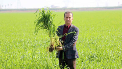   Türkiye’nin en önemli buğday üretim merkezlerinden olan Adana’da bu