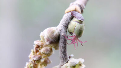 Hava sıcaklığının normalin üzerinde seyrettiği Karadeniz’de, fındık üreticileri zirai don