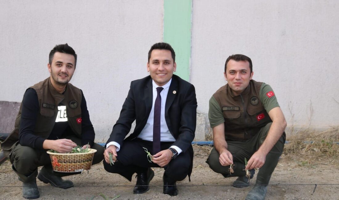 AFYONKARAHİSAR İHSANİYE TARIM İLÇE MÜDÜRLÜĞÜ İLÇEDE DENEME AMAÇLI 250 METREKARE