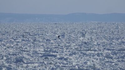 JAPONYA’NIN HOKKAİDO EYALETİ AÇIKLARINDA 10 KATİL BALİNA, SÜRÜKLENEN BUZ KÜTLESİNE