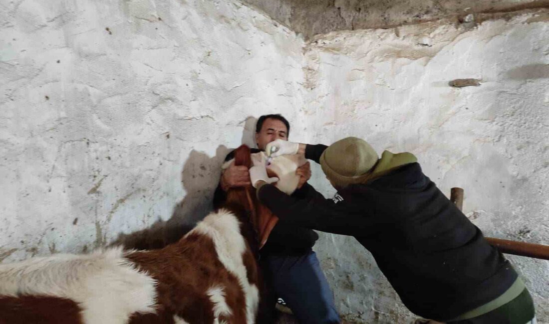 SİNANPAŞA’DA ŞAP VE BRUSELLA AŞILAMASI YAPILDI