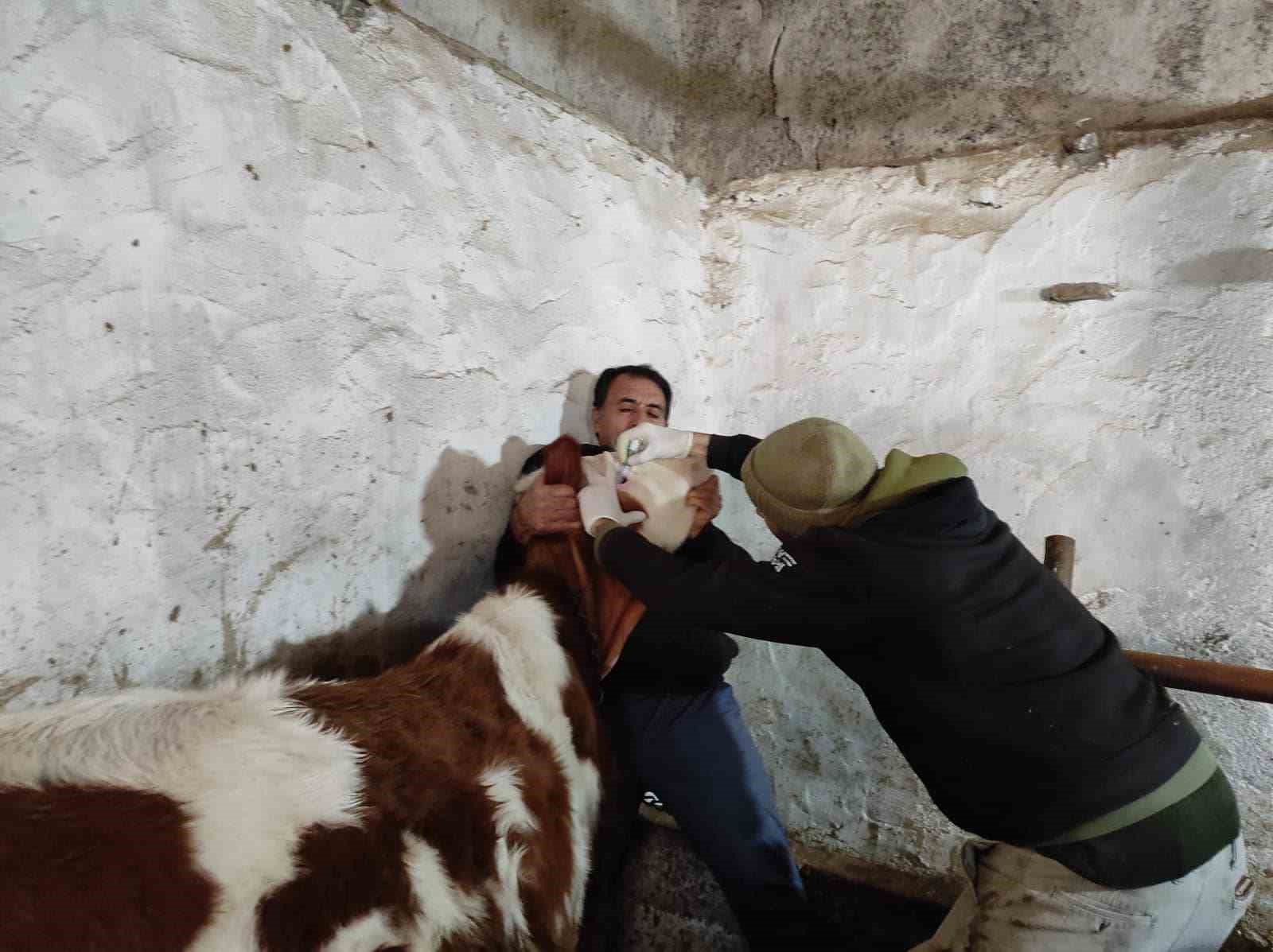 SİNANPAŞA’DA ŞAP VE BRUSELLA AŞILAMASI YAPILDI