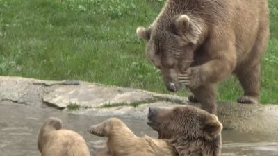 Dünya Uyku Günü’nde kış uykusundan uyanan ayılar önce güreşip ardından