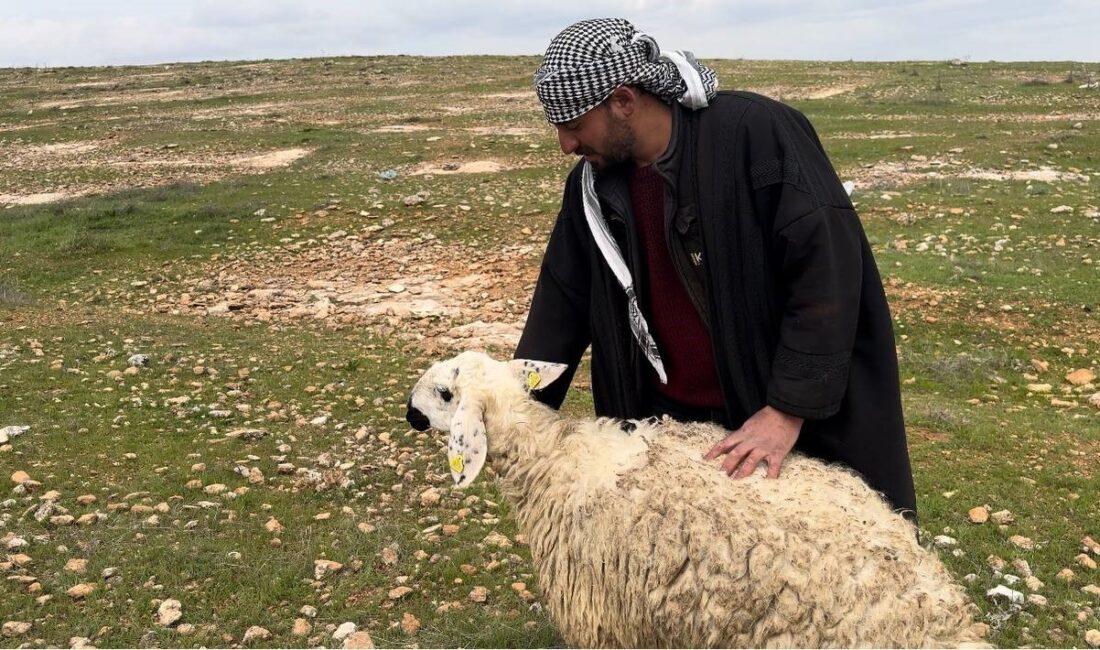 Diğer ırklardan farklı olduğu gerekçesiyle geçen aylarda koruma altına alınan
