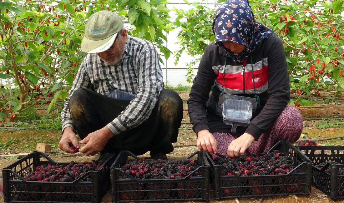 Mersin’de örtü altında yetiştirilen üreticisinin de yüzünü güldüren turfanda ‘karadut’