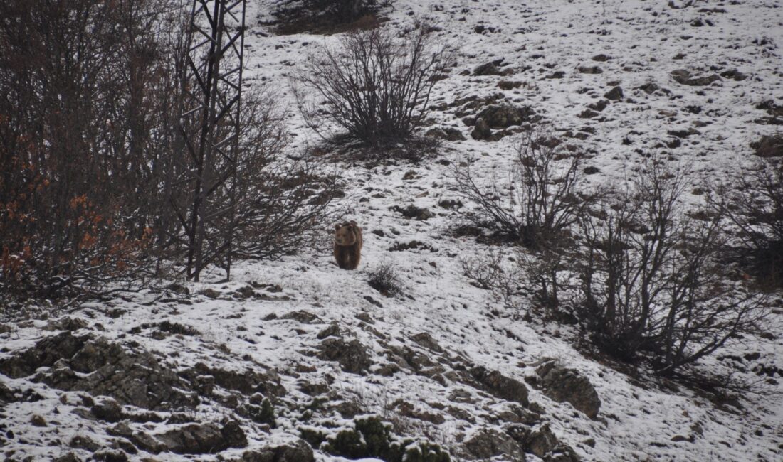 Tunceli’nin Pülümür Vadisi’nde kış uykusundan uyanan bir ayı, karlar altında