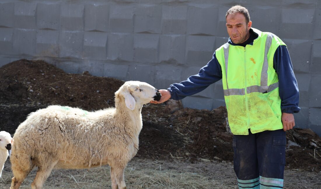 Tarımın kalbi Sivas’ta sunduğu 42 bin lira maaş, dayalı döşeli
