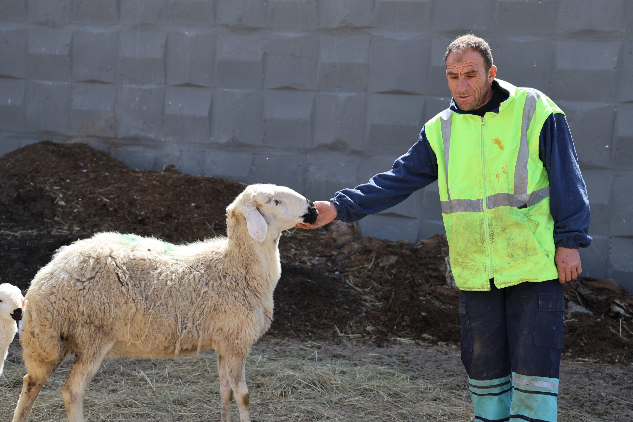 Tarımın kalbi Sivas’ta sunduğu 42 bin lira maaş, dayalı döşeli