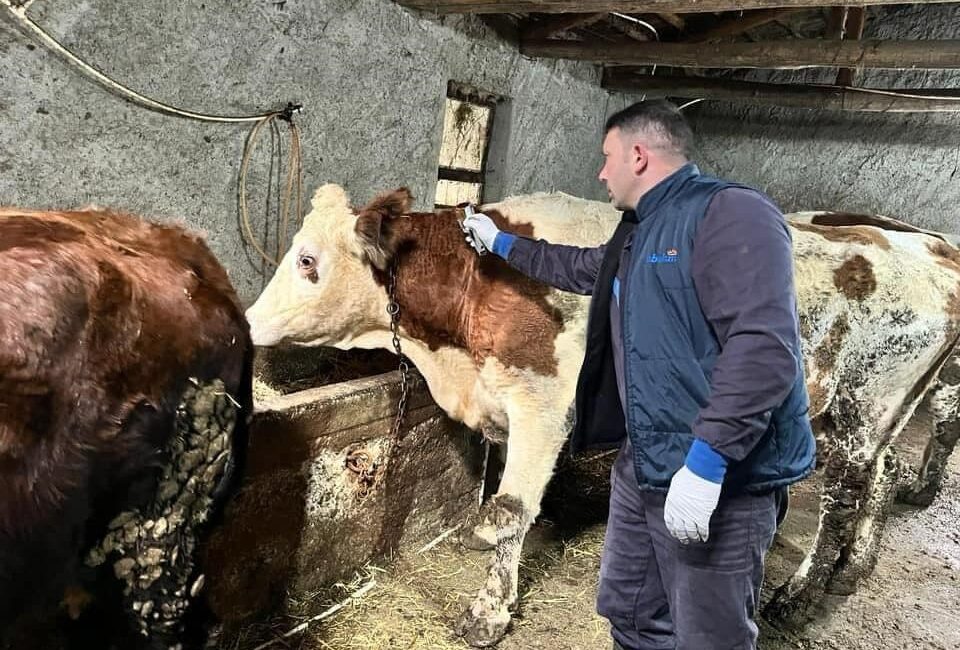 Afyonkarahisar Tarım ve Orman İl Müdürlüğü ekipleri büyükbaş hayvanlara aşılama