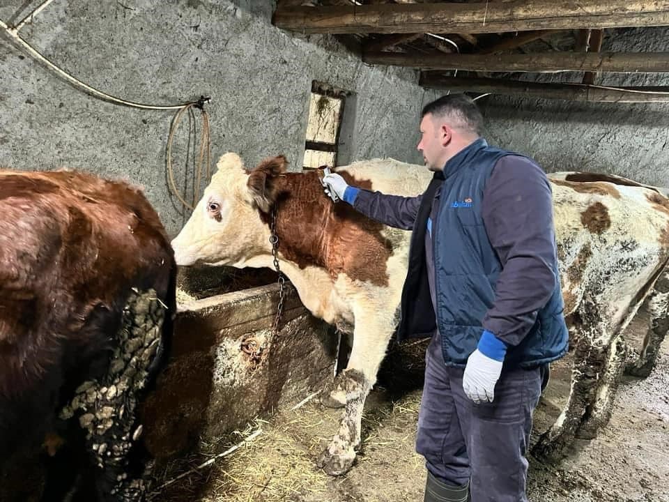 Afyonkarahisar Tarım ve Orman İl Müdürlüğü ekipleri büyükbaş hayvanlara aşılama