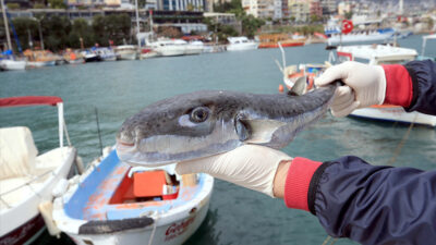 Tarım ve Orman Bakanı İbrahim Yumaklı, “Benekli balon balığında destekleme