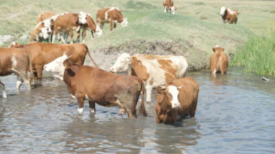 TÜİK verilerine göre büyükbaş hayvan sayısı bir önceki yıla göre