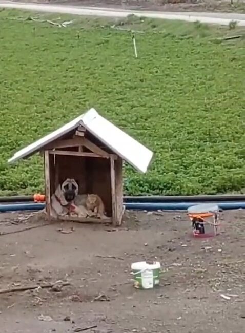 ELAZIĞ’DA SOĞUK HAVADA YAN YANA UZANARAK ISINMAYA ÇALIŞAN KEDİ VE
