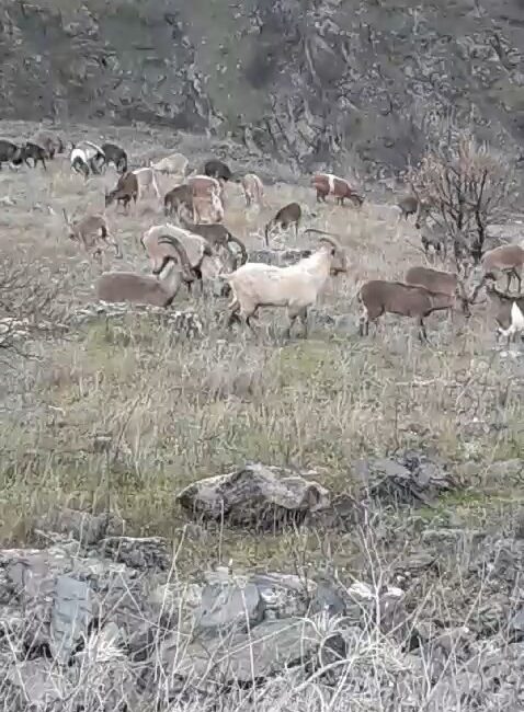 Elazığ’ın Sivrice ilçesine bağlı Kayapınar köyünde nesli tükenme tehlikesi altında