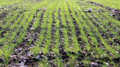 Toprak Mahsulleri Ofisi (TMO) Genel Müdürlüğü, Türkiye’nin önemli tarım ürünleri